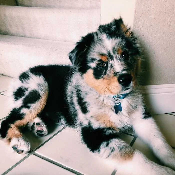 Character of the Australian Shepherd Dog