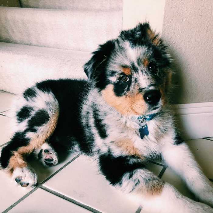 Australian Shepherd Personality Character of the Australian Shepherd Dog