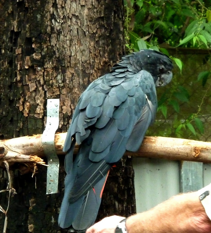 Magnetic Island Bird Life.