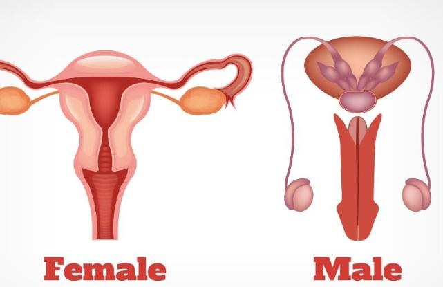 Contoh Penyakit Dan Kelainan Pada Sistem Reproduksi Materi Belajar