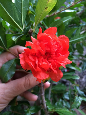pomegranate flower that's such a bright red it's almost glowing
