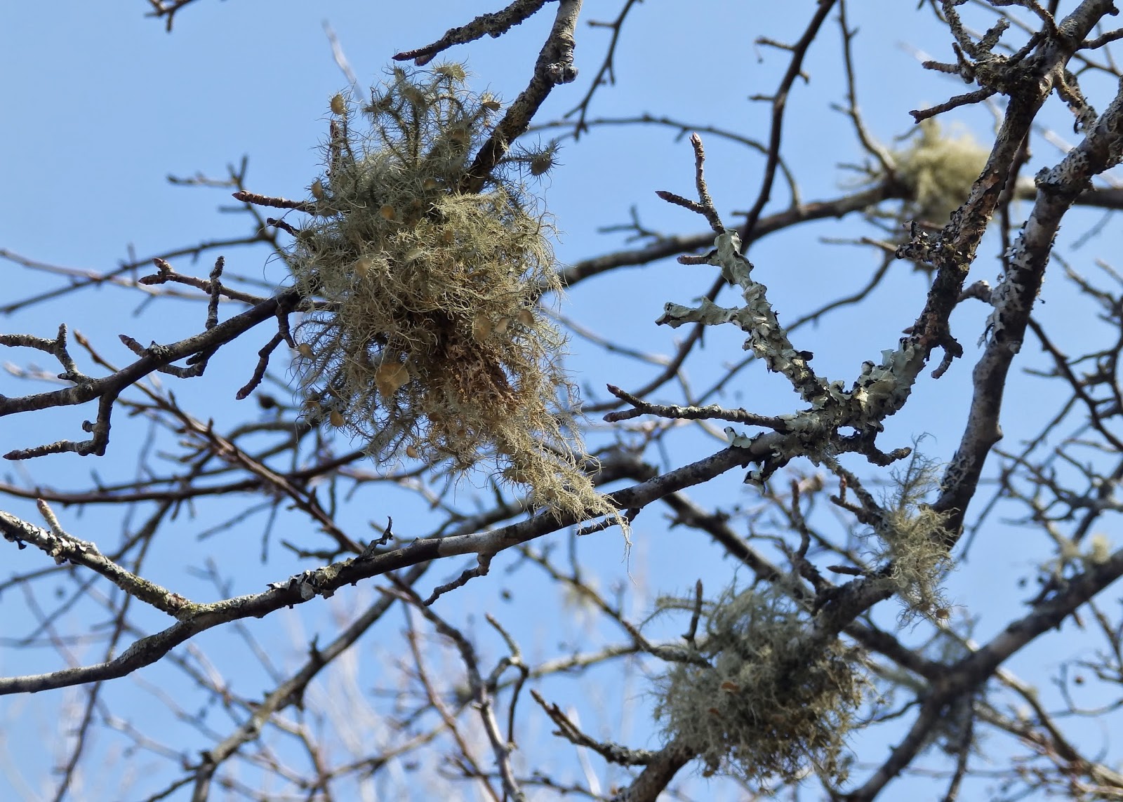 Sister Sarah's Excellent Adventure strange things growing in trees