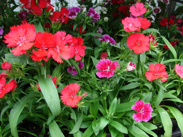flowers for flower lovers.: Sweet-William flowers picture.