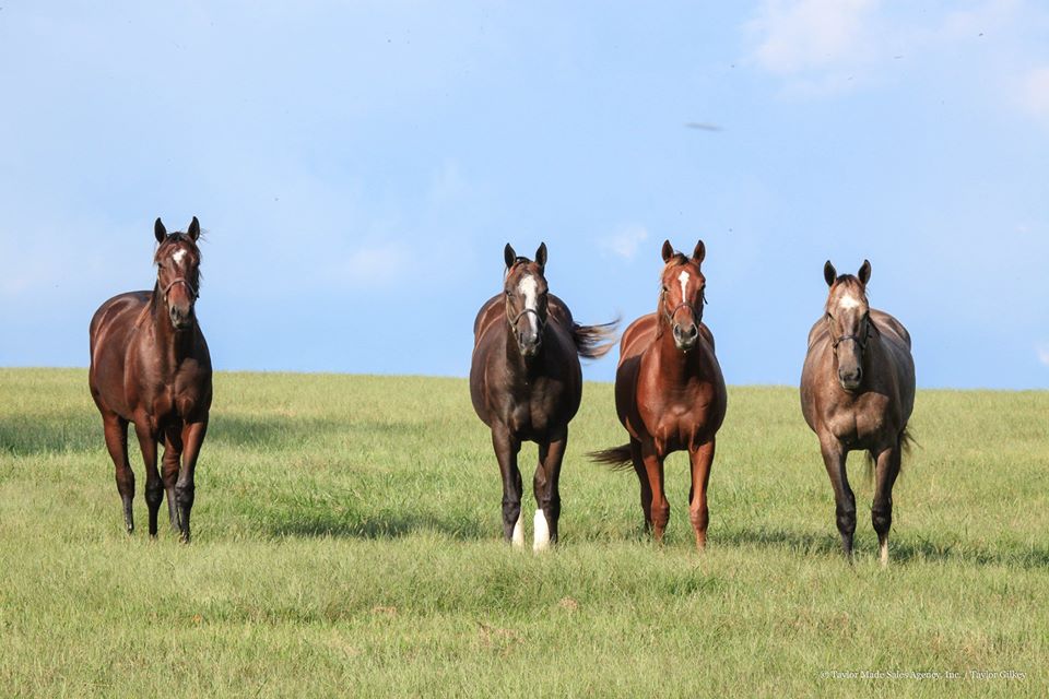 Horse Country Chic Virginia's Incredible Thoroughbred Heritage