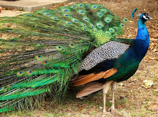 Penyebaran Fauna di Indonesia Penyebaran Fauna di Indonesia