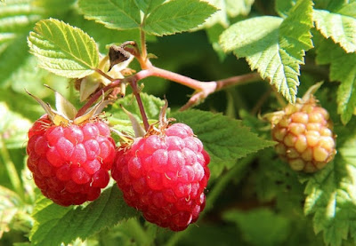 Framboesa Cultivo da framboesa
