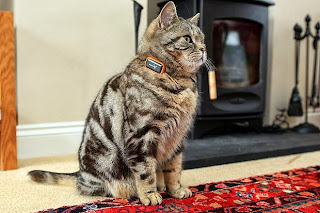 Trackers for Cats