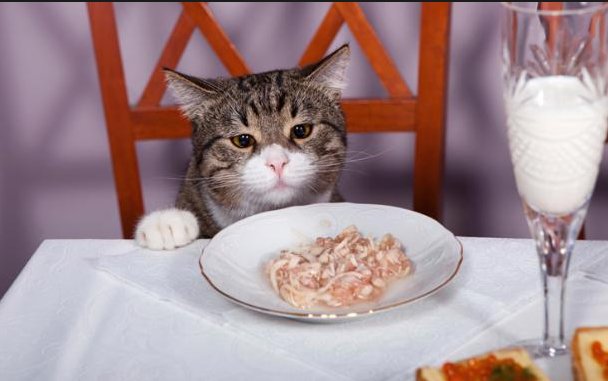 Hasil gambar untuk Jika Kamu Didekati Kucing, Berarti Ada 3 Pertanda Dari Allah
