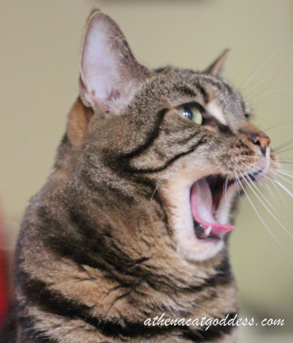 Athena Cat Goddess Wise Kitty Wordless Wednesday Vocal Exercises