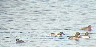 Aythya nyroca, Aythya fuligula, porron pardo, porron moñudo, embalse Pedrezuela, Guadalix de la Sierra, Madrid, Excursion, Guía.