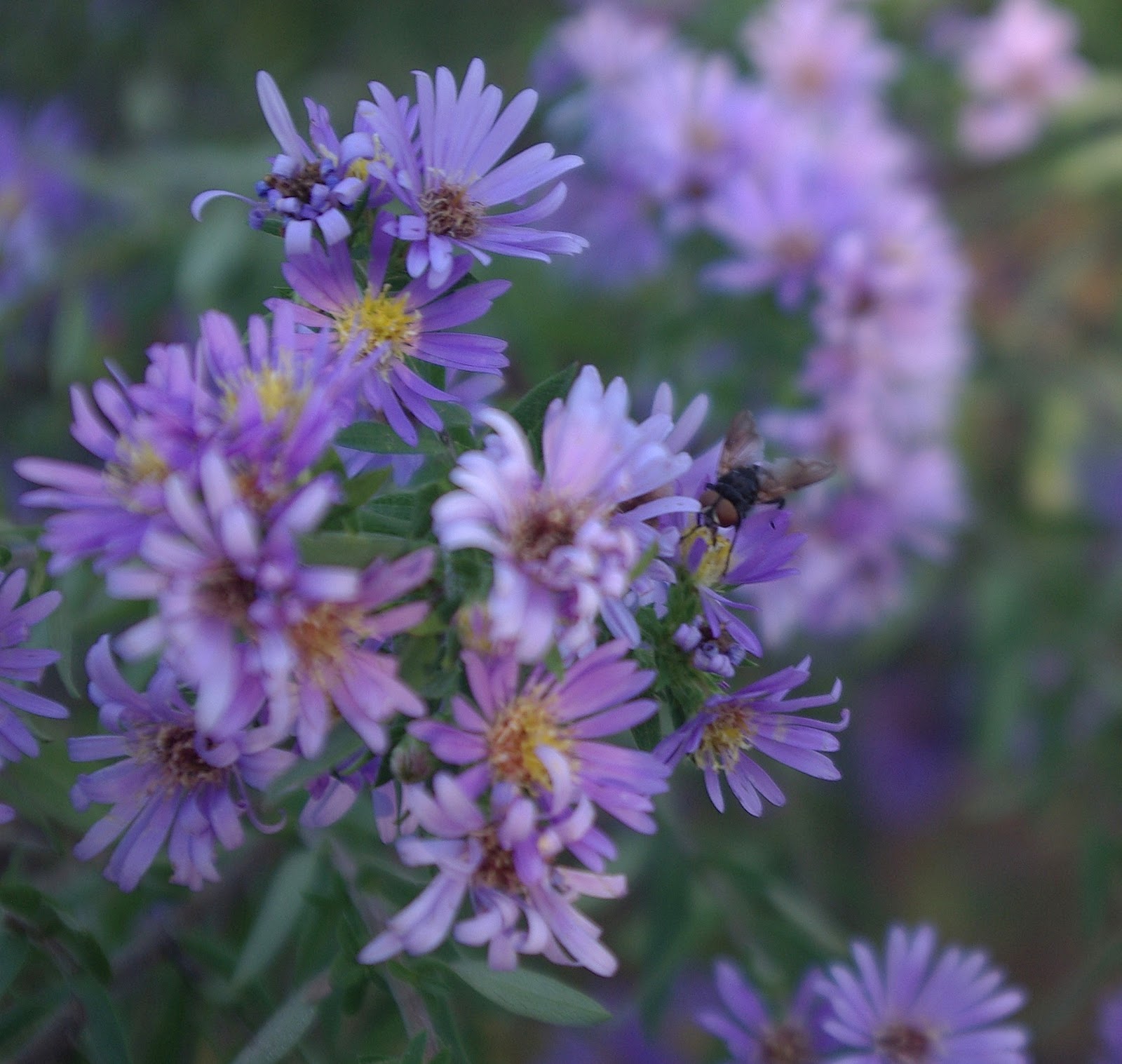 sweetbay: November