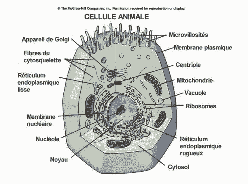 L'ORGANISATION DE LA CELLULE AU MICROSCOPE OPTIQUE OU STRUCTURE CELLULAIRE  –