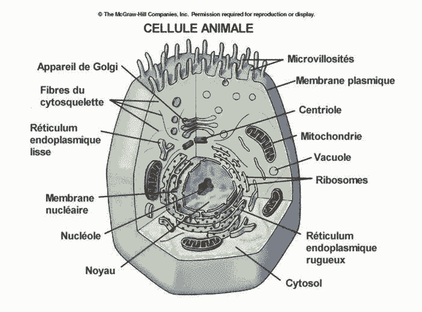 Organisation générale de la cellule Bio faculté
