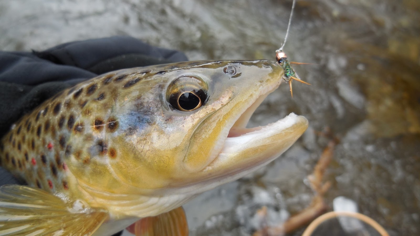 Dragontail Tenkara Level Line | Tenkara Talk