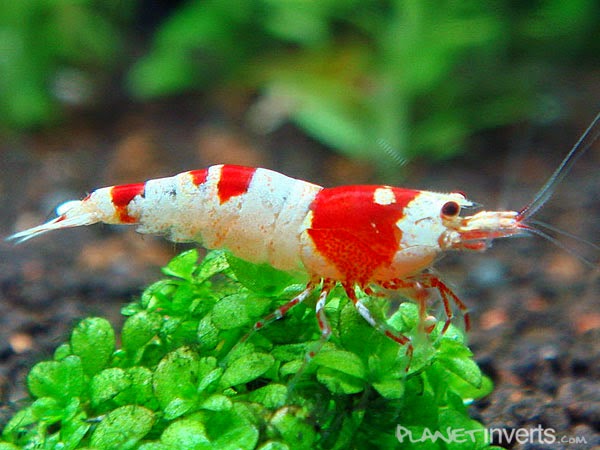 Crystal Red Shrimp Crystal Red Shrimp tank aquascape