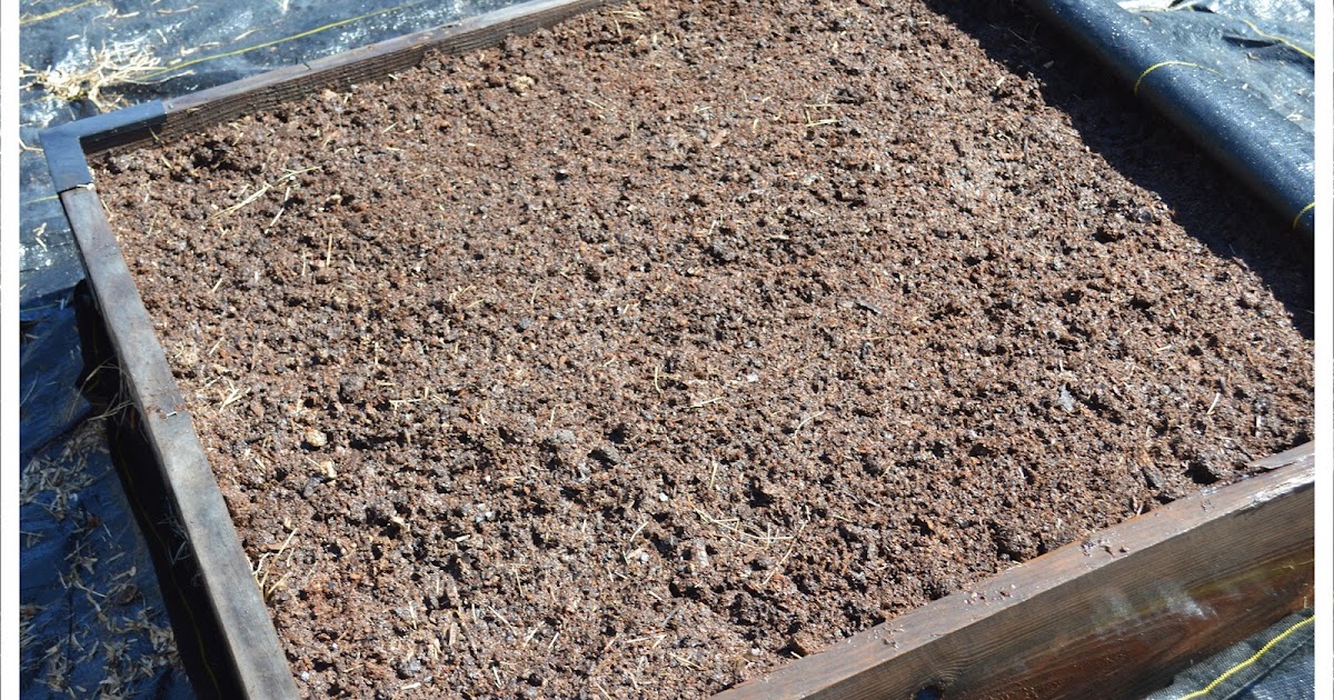 Two Men and a Little Farm RAISED BED GARLIC IS COMING UP