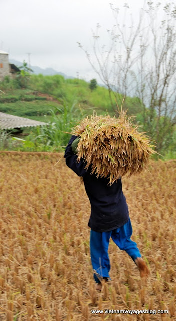 La saison de récolte du riz à Dong Van - Photo An Bui