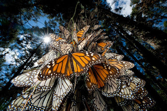 Monarchs Migration!