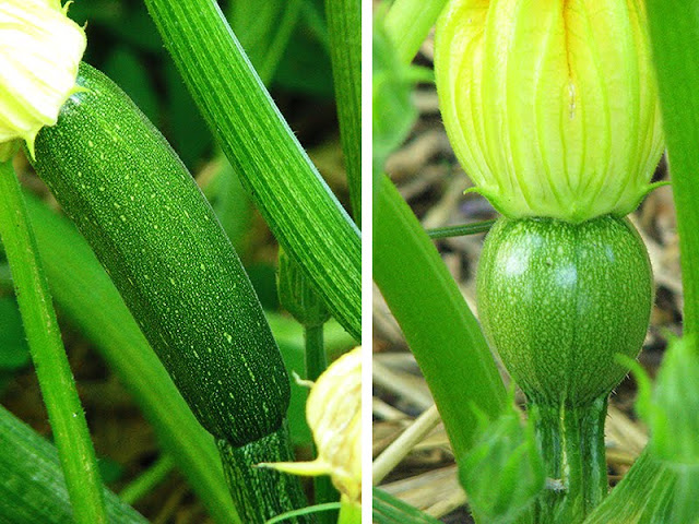 Courgettes longues et rondes courgettes au jardin bio