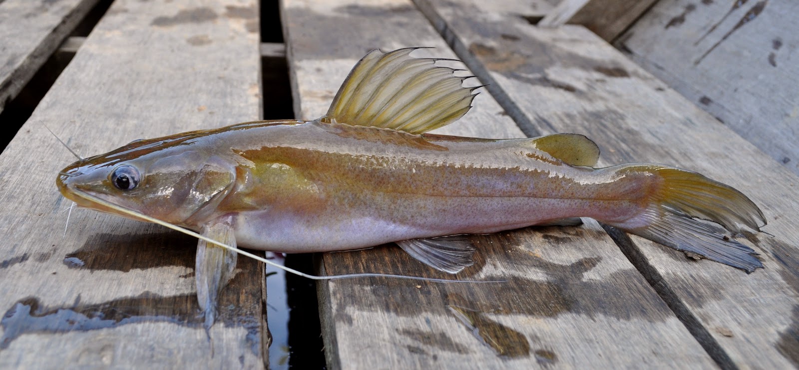 Mimpi Mancing Ikan Lele Dalam Togel
, Umpan Kucur Super Ikan Baung Kailbayu