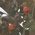 UMA PESSOA MORREM E QUATRO FICAM FERIDA EM ACIDENTE COM CARRETA EM MUQUEM