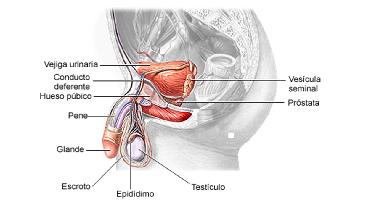 ¿Cuál es la glándula prostática en la producción de semen? ¿Cuál es la glándula prostática en la producción de semen?