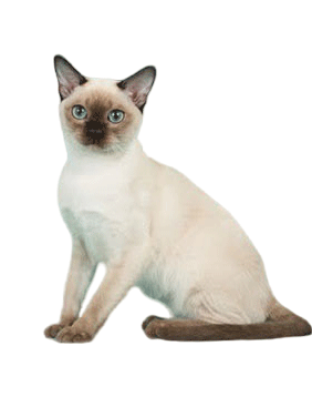 Tonkinese Cat Breed Information