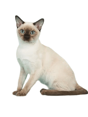 Tonkinese Cat Breed Information