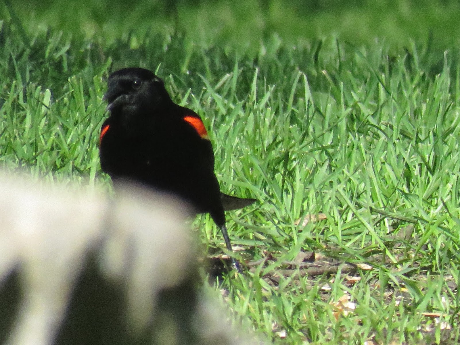 Bird & Travel Photos, Birding Sites, Bird Information REDWINGED