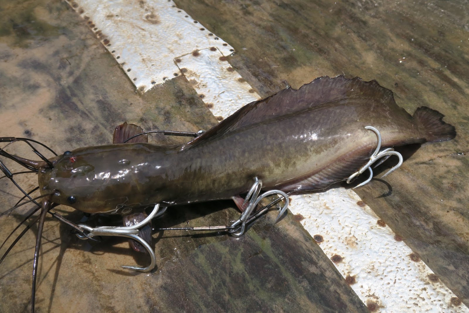 怪魚と世界の旅ノート コンゴ川の珍魚その２