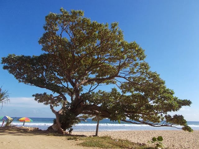 Ikon Pantai Pok Tunggal yakni pohon Duras