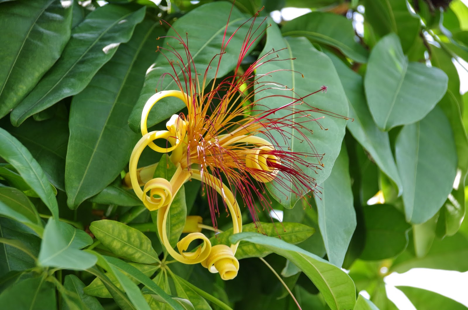 Trees and Plants: Money Tree, Guiana Chestnut