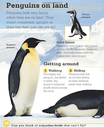 penguins text penguin mentor linky must read basal features