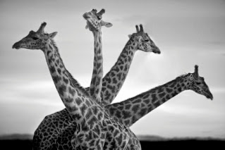 giraffes - The Centre Cannot Hold