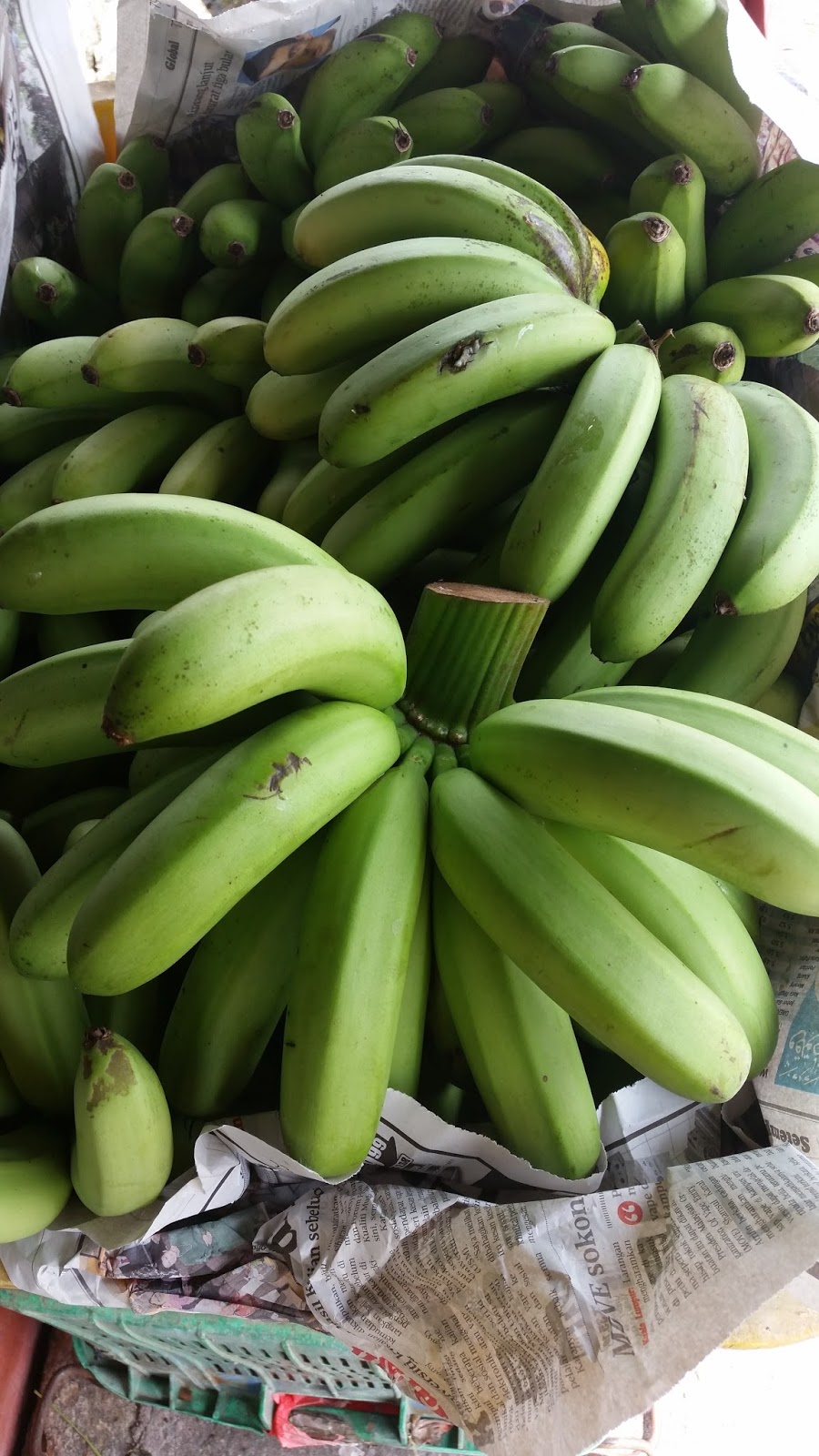 Warisan Petani Tanaman Pisang  6 Pokok Pisang Berangan 