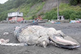 gumpalan misterius di pantai