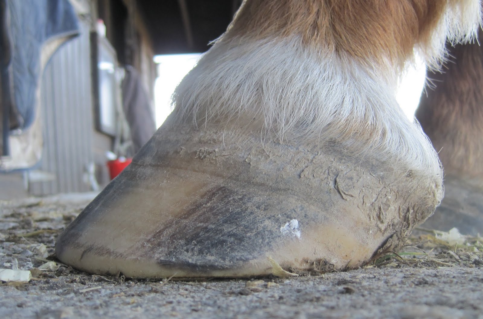 Barefoot Horse Blog Navicular and metabolic the next instalment