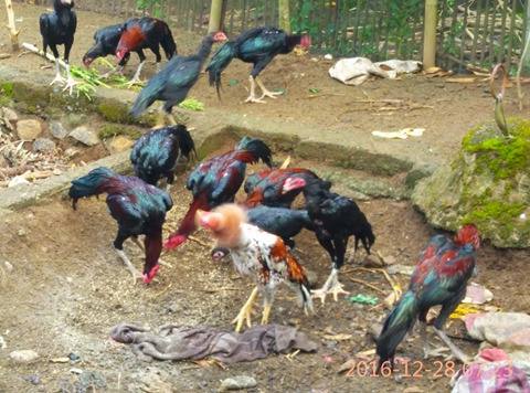 Jual Anakan Ayam Bangkok 2018 Umur 1, 2, 3, 4, 5, 6 Bulan Jual Anakan Ayam Bangkok 2018 Umur 1, 2, 3, 4, 5, 6 Bulan