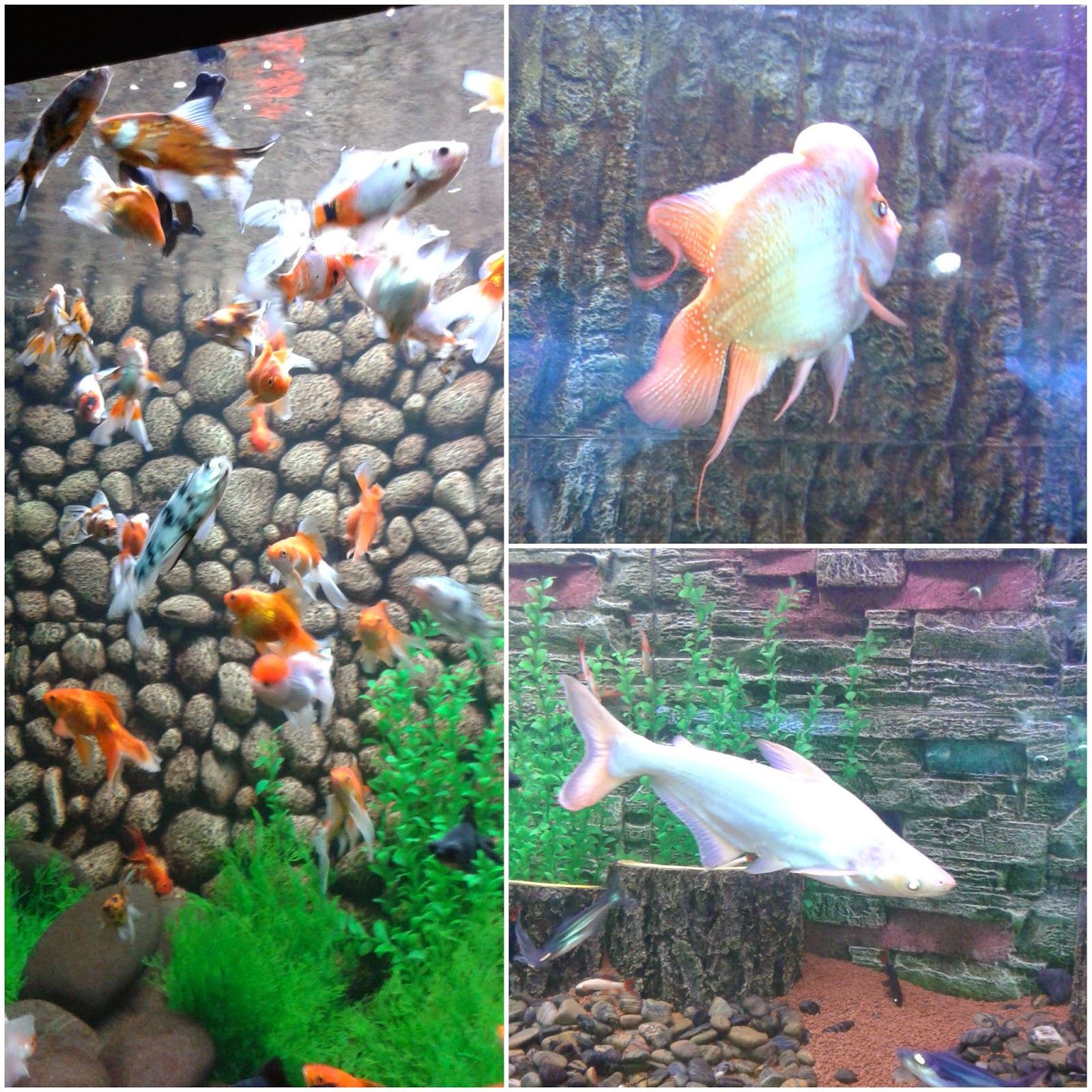 flower horn fish, gold fishes at aquarium flower horn fish, gold fishes, surat aquarium fish