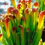 Sarracenia planta carnivora