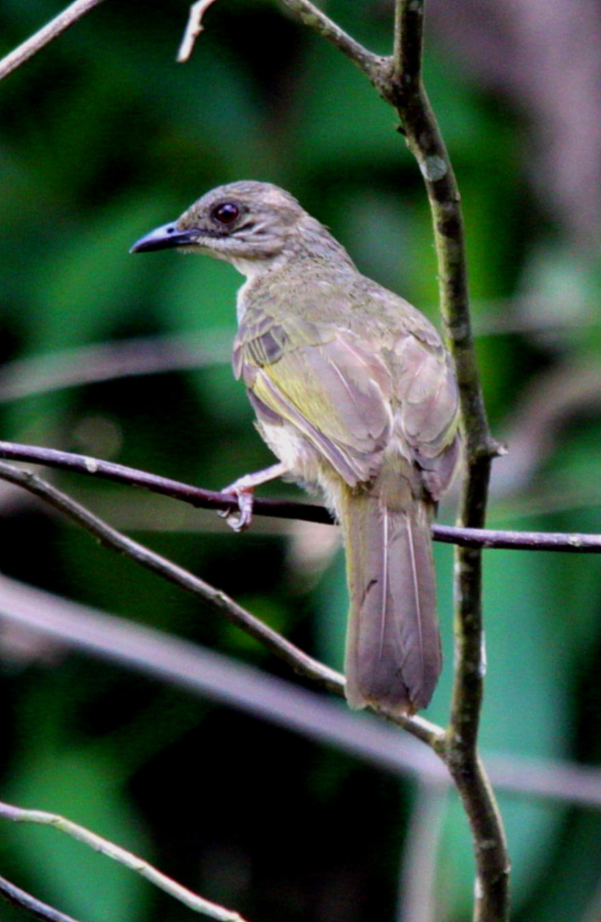 SOUTH EAST ASIA BIRDS Malaysia birds paradise Redeyed Bulbul
