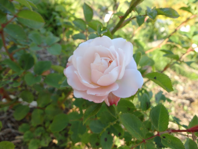 Crocus rose rosebush