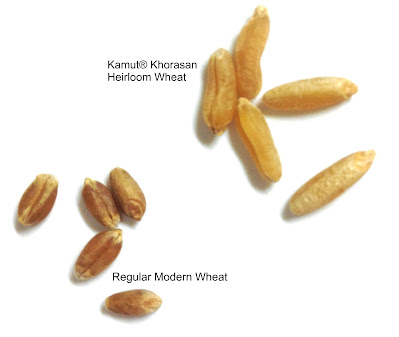 kamut grain, ancient wheat, modern wheat, size