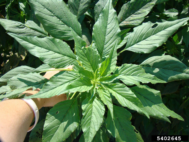 water hemp weed