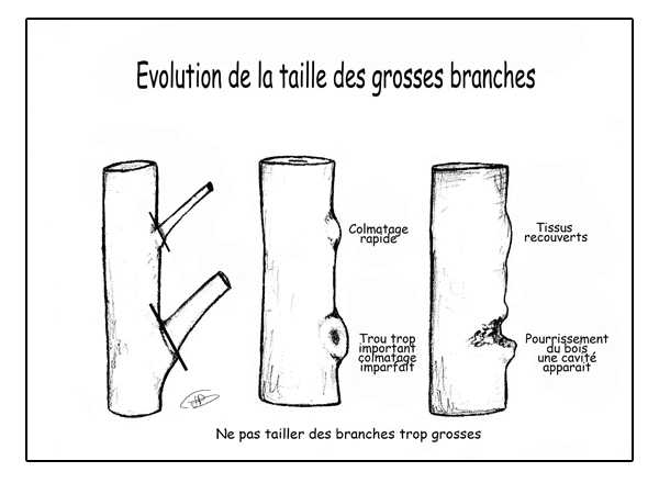 taille bio des arbres fruitiers abricotier cerisier prunier vigne pêcher pommier poirier framboisier vergers bio taille fruitiers biologique abricot bio pommes poires cerise prune pêche framboise raisin