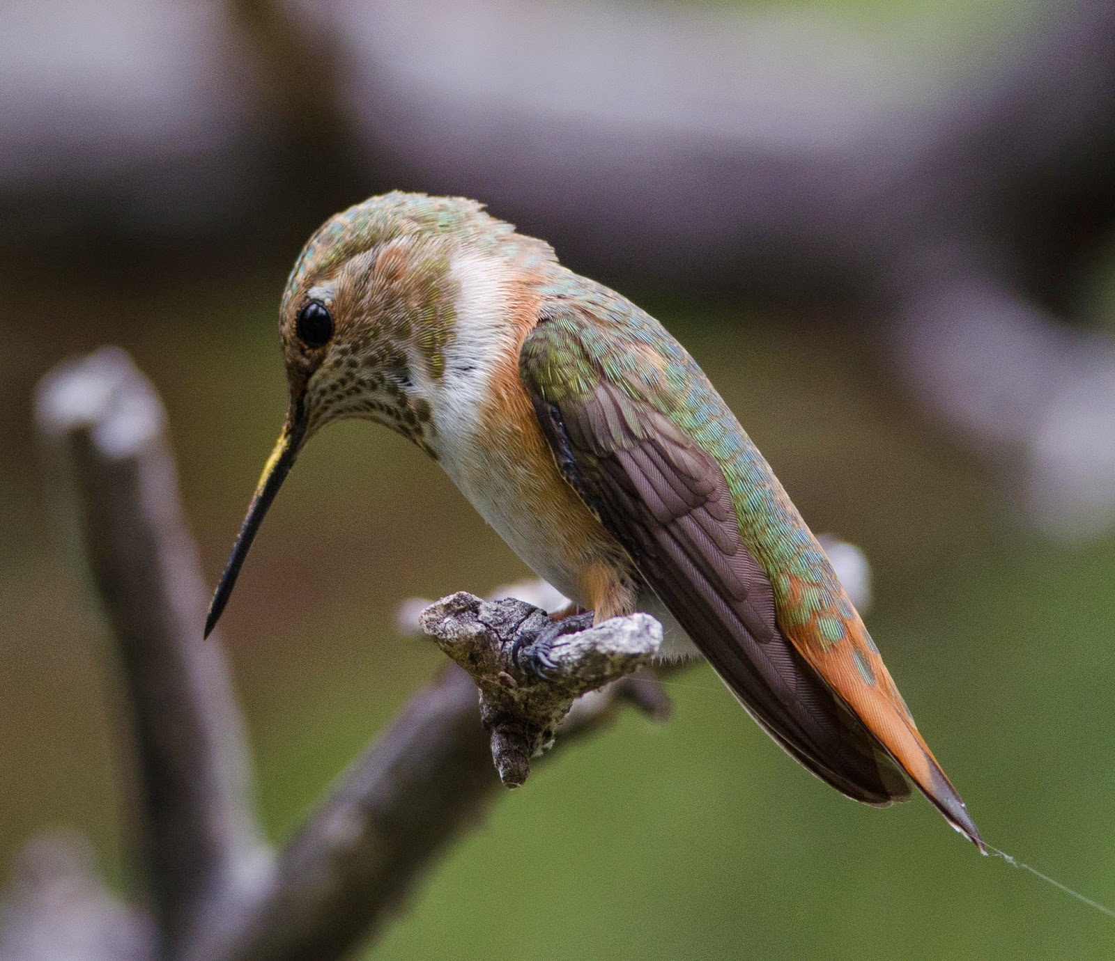 Gordon’s Birding Adventures: Hummingbirds in Arizona