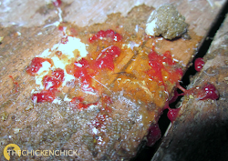 poop chicken yellow droppings coccidiosis intestinal board infection treatment chick scoop digestive chickens watery sign illness hen had runny flock