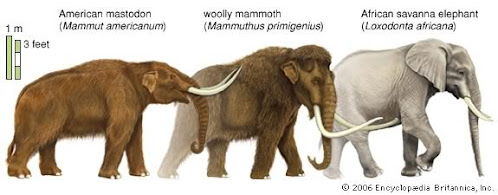 Mammut skull