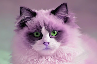 imagenes de gatos imagenes de gatos, imagen de gatos, fotos de gatos