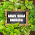 Chás Seca Barriga - Benefícios? Como Tomar? & Contraindicações Parte 2
